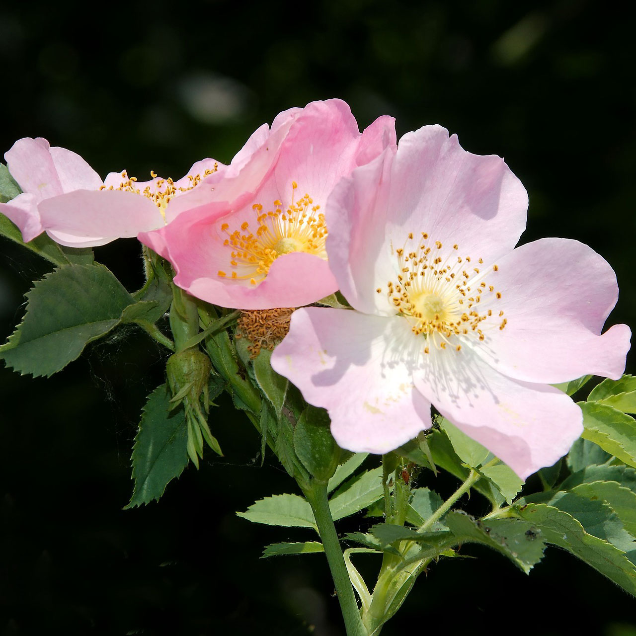 Australian Bush Flower Essences - dog rose