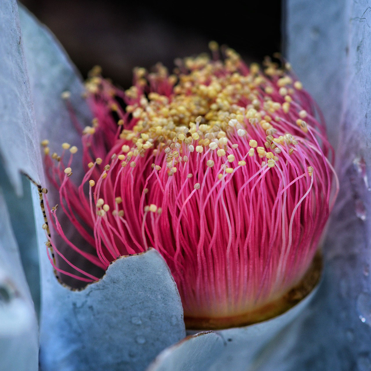 Australian Bush Flower Essences - macrocarpa