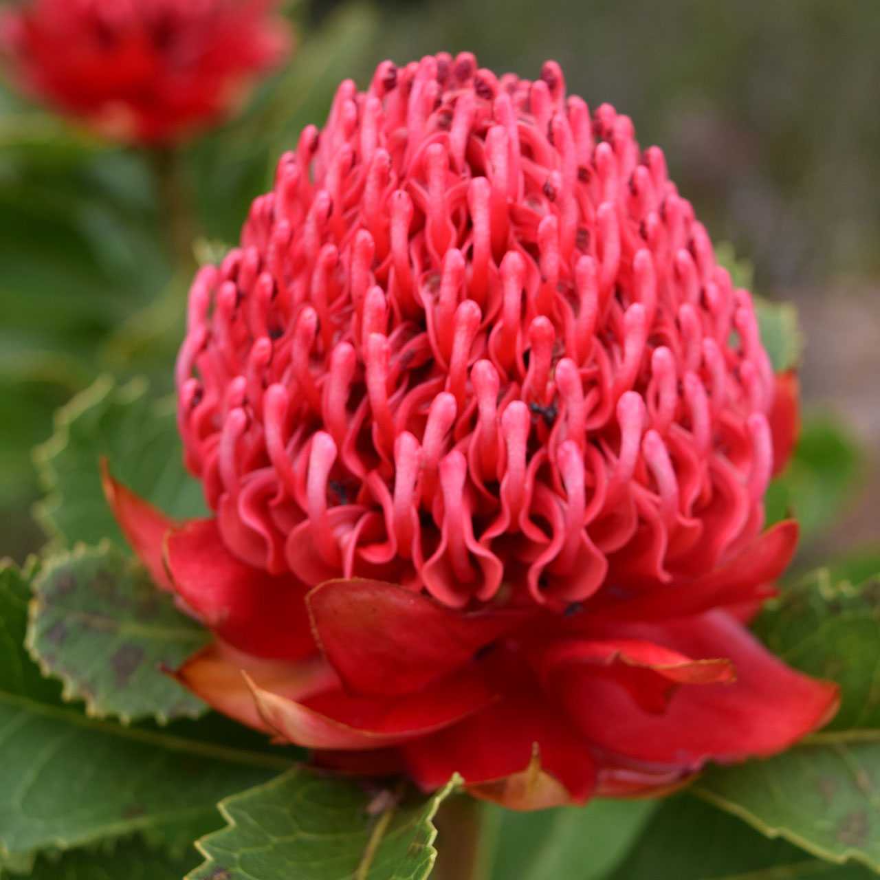 australian bush flower essences - waratah