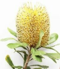 Australian Bush Flower Essences - banksia