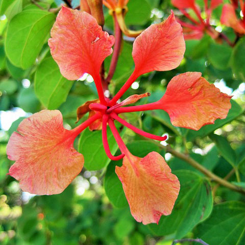 australian bush flower essences- Bauhinia