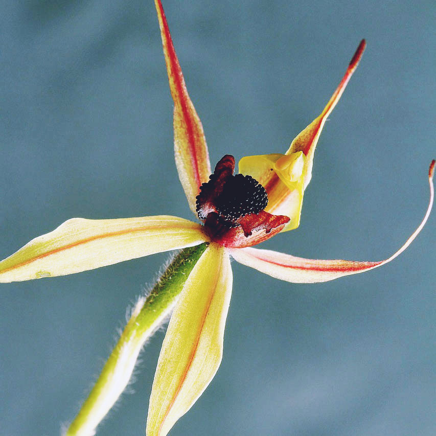 australian bush flower essences - green spider orchid