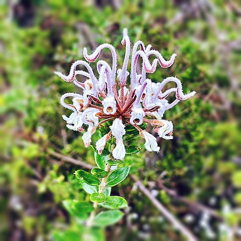 Australian Bush Flower Essences - grey spider flower